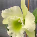 Kako izbrati kdaj je najboljši čas za presajanje orhidej - cvet orhideje Cattleya, točneje Brassolaeliocattleya Karmaneethong Green Delight