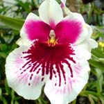 Kako izbrati kdaj je najbolj�i ?as za presajanje orhidej - cvet kri�anca orhideje Miltonia (pravzaprav Miltoniopsis-a
