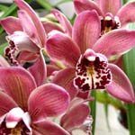 Vzgoja orhideje Cymbidium