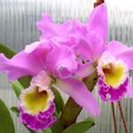 Orhideja no?e cveteti - Cattleya - cvetje orhideje Cattleya