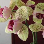 Deformiran cvet orhideje - pelori?nost: pelori?en kri�anec orhideje Phalaenopsis